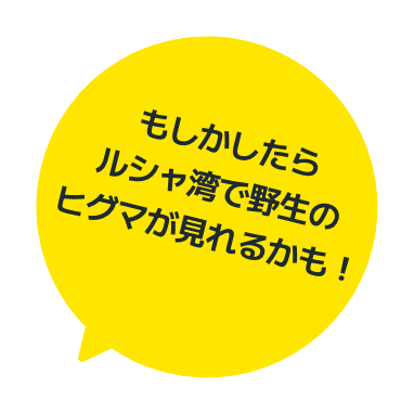 もしかしたらルシャ湾で野生のヒグマが見れるかも！